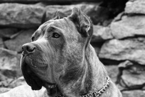 Canoe corso - olasz watchdog, inspiráló tisztelet